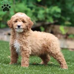 Spiffy, Mini Goldendoodle Puppy