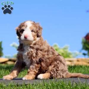 Spiffy, Mini Bernedoodle Puppy