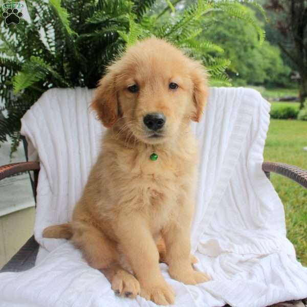 Spike, Golden Retriever Puppy