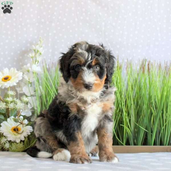 Spike, Mini Bernedoodle Puppy