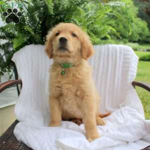 Spike, Golden Retriever Puppy
