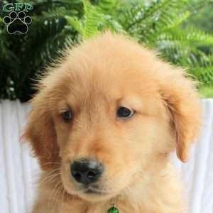 Spike, Golden Retriever Puppy