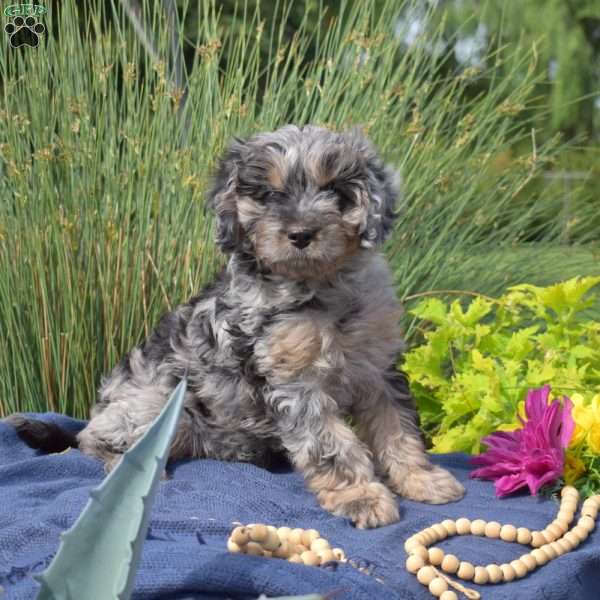 Splash, Cavapoo Puppy