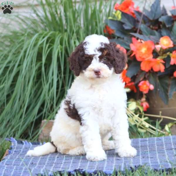 Splash, Miniature Poodle Puppy