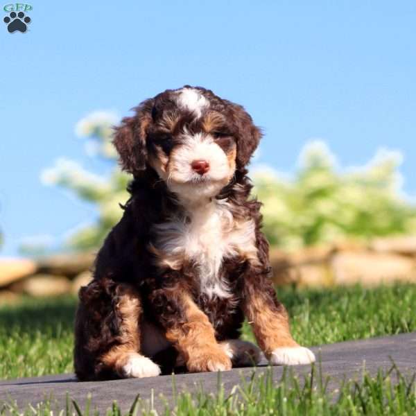 Splash, Mini Bernedoodle Puppy