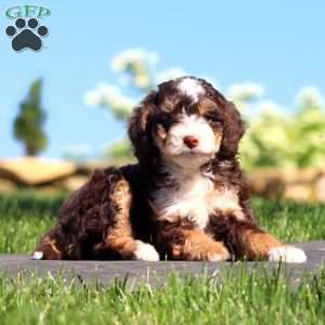 Splash, Mini Bernedoodle Puppy