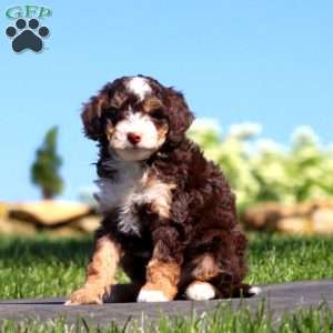 Splash, Mini Bernedoodle Puppy