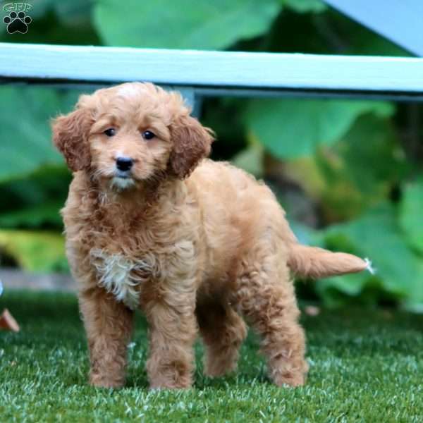 Splash, Mini Goldendoodle Puppy