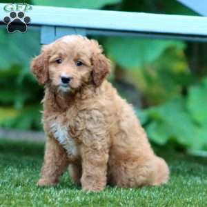 Splash, Mini Goldendoodle Puppy
