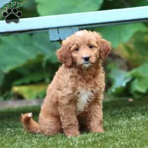 Splash, Mini Goldendoodle Puppy