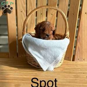 Spot, Cavapoo Puppy
