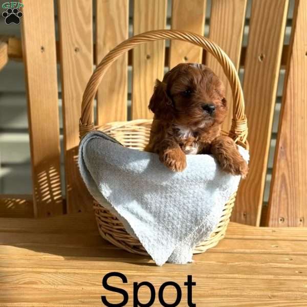 Spot, Cavapoo Puppy