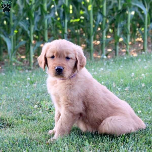 Sprinkle, Golden Retriever Puppy