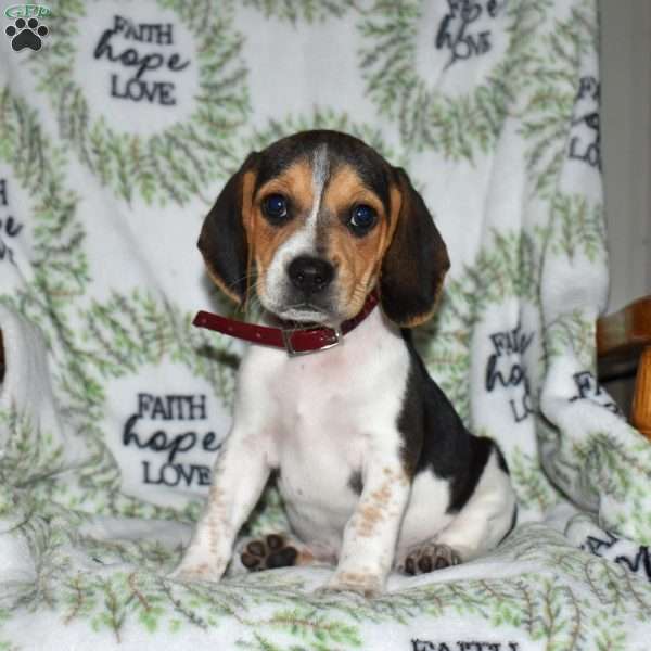 Sprinkles, Beagle Puppy