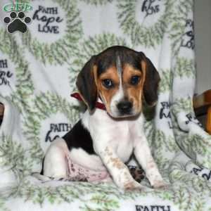 Sprinkles, Beagle Puppy