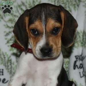 Sprinkles, Beagle Puppy