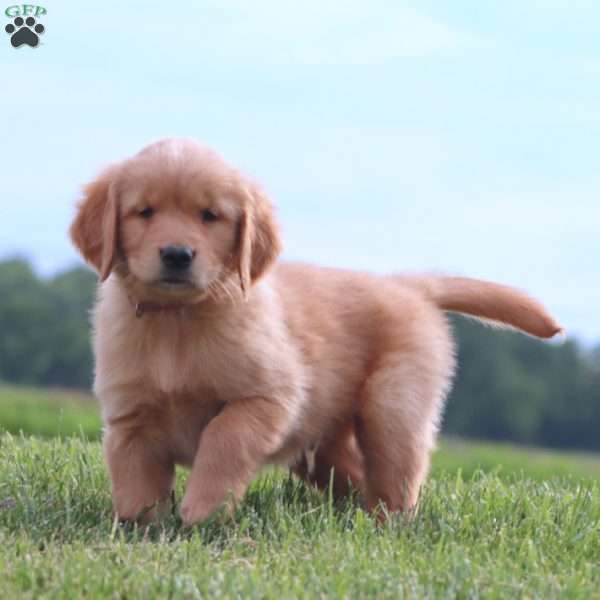Sprite, Golden Retriever Puppy