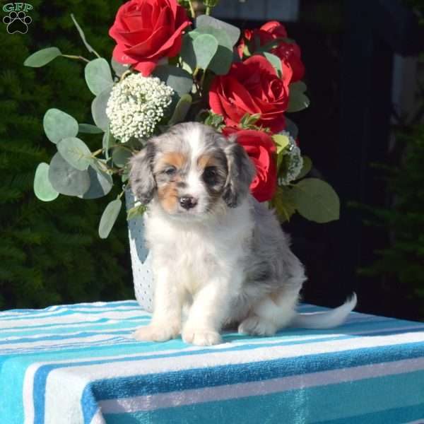 Stacy, Cavapoo Puppy