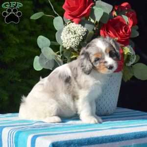 Stacy, Cavapoo Puppy