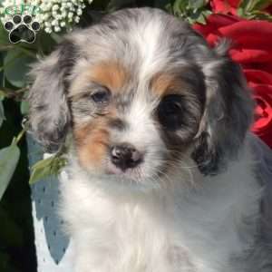 Stacy, Cavapoo Puppy