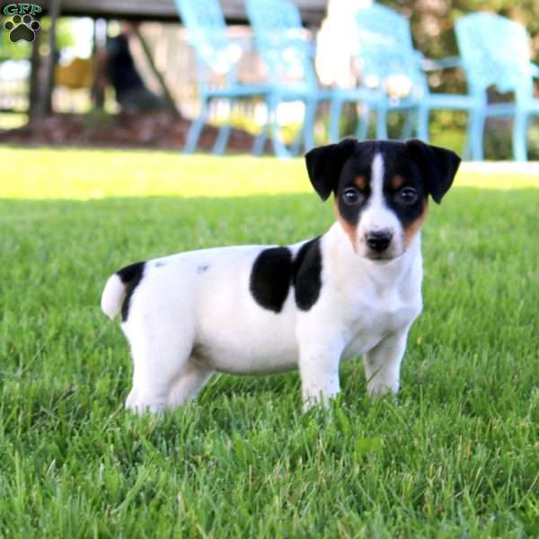 Stacy, Jack Russell Terrier Puppy