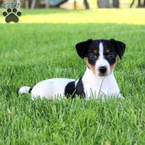 Stacy, Jack Russell Terrier Puppy