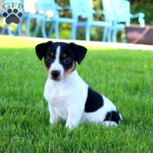 Stacy, Jack Russell Terrier Puppy