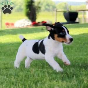 Stacy, Jack Russell Terrier Puppy