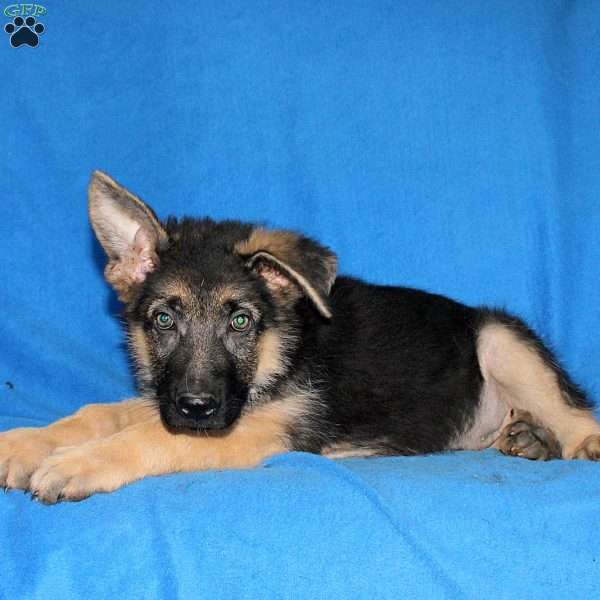 Stanley, German Shepherd Puppy