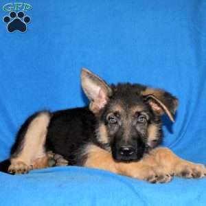 Stanley, German Shepherd Puppy