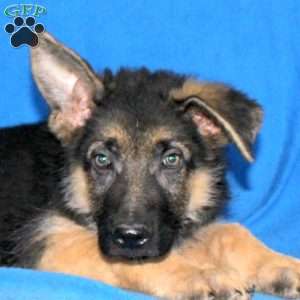 Stanley, German Shepherd Puppy
