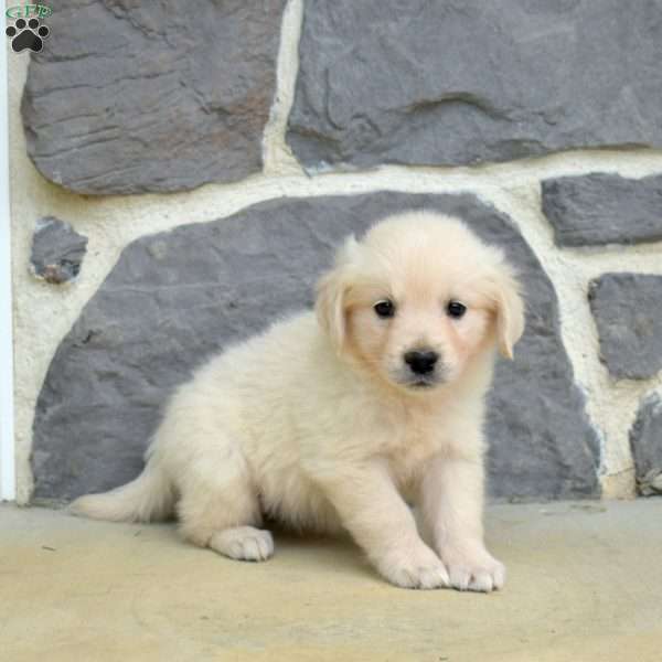 Star, English Cream Golden Retriever Puppy