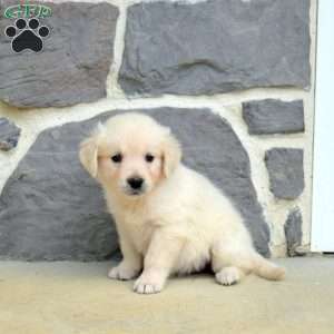 Star, English Cream Golden Retriever Puppy