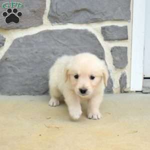 Star, English Cream Golden Retriever Puppy