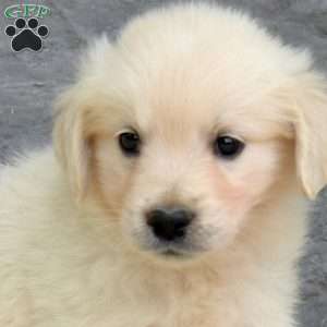Star, English Cream Golden Retriever Puppy