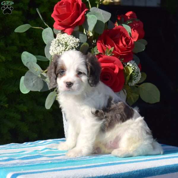 Star, Cavapoo Puppy