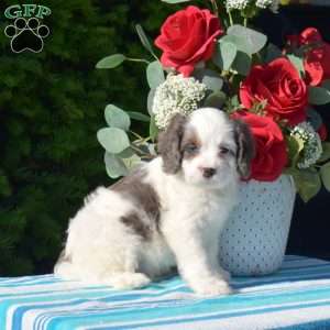 Star, Cavapoo Puppy