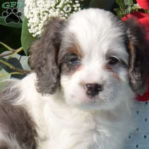 Star, Cavapoo Puppy