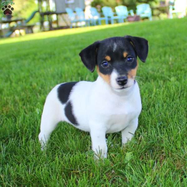 Star, Jack Russell Terrier Puppy
