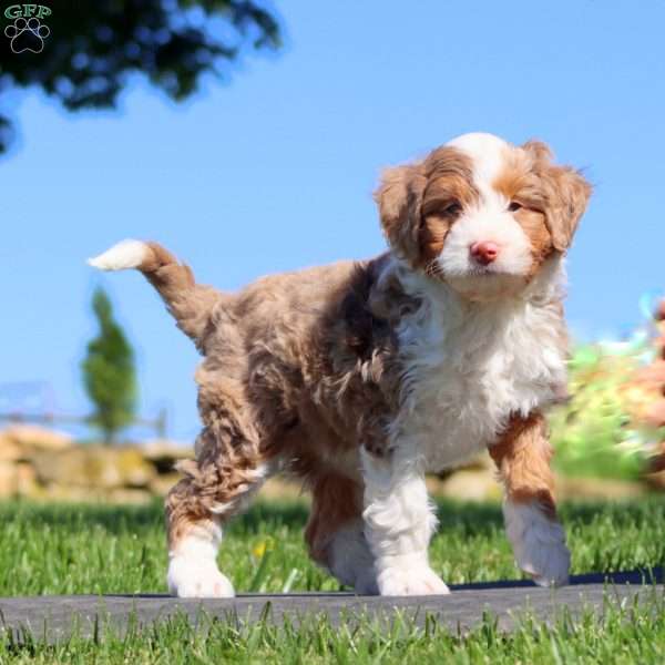 Star, Mini Bernedoodle Puppy