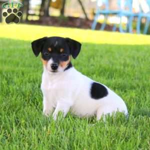 Star, Jack Russell Terrier Puppy