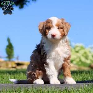Star, Mini Bernedoodle Puppy