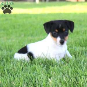Star, Jack Russell Terrier Puppy