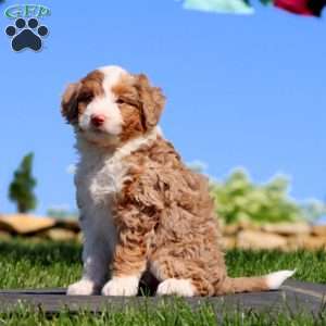 Star, Mini Bernedoodle Puppy