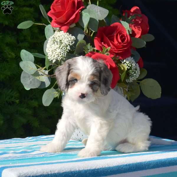 Stardust, Cavapoo Puppy