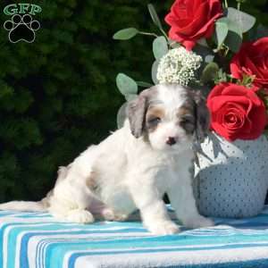 Stardust, Cavapoo Puppy