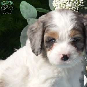 Stardust, Cavapoo Puppy