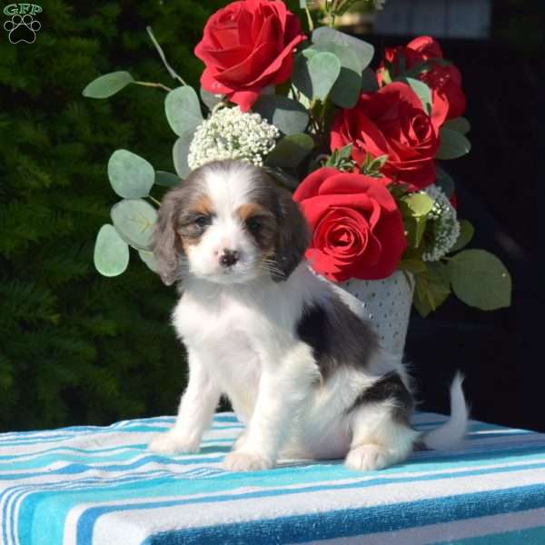 Starlight, Cavapoo Puppy