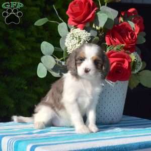 Starlight, Cavapoo Puppy
