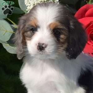 Starlight, Cavapoo Puppy